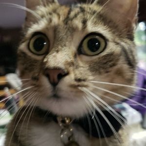 Take a break, and look at some cute cats <3